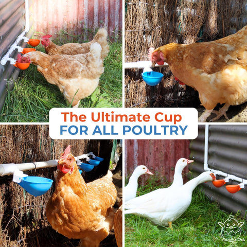 Lil'Clucker cups showing compatibility with ducks and turkeys