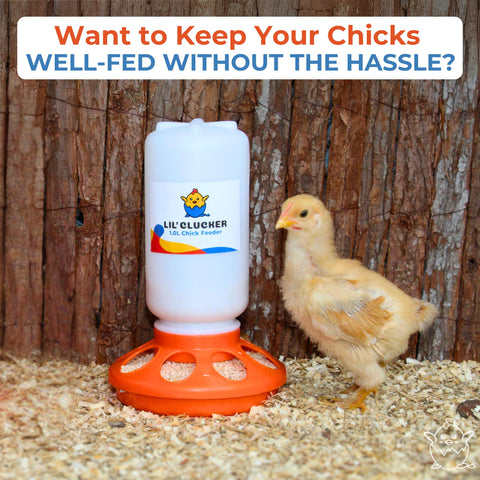 Lil'Clucker sturdy hanging handle for convenient mounting in a coop.