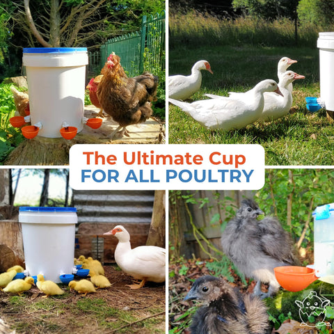 Lil'Clucker waterer cups in use by chickens in a busy coop