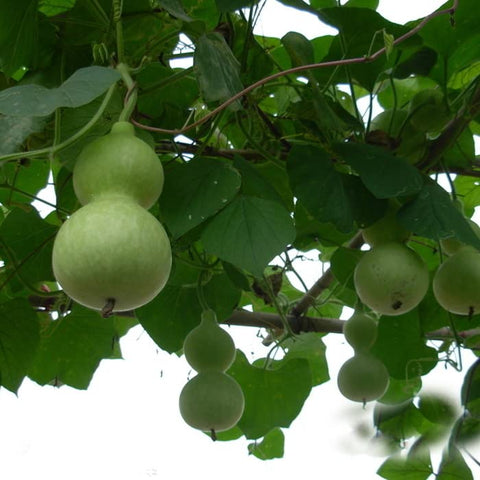Liliana's Garden hanging birdhouse gourds ready for drying and crafting.