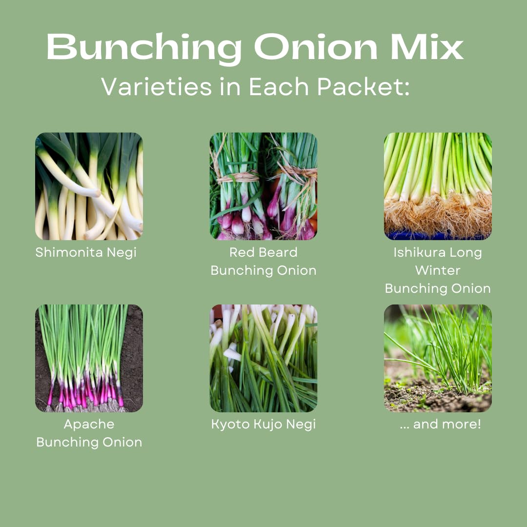 Liliana's Garden Bunching Onion Mix Heshiko heirloom flavor adds depth to sautés.