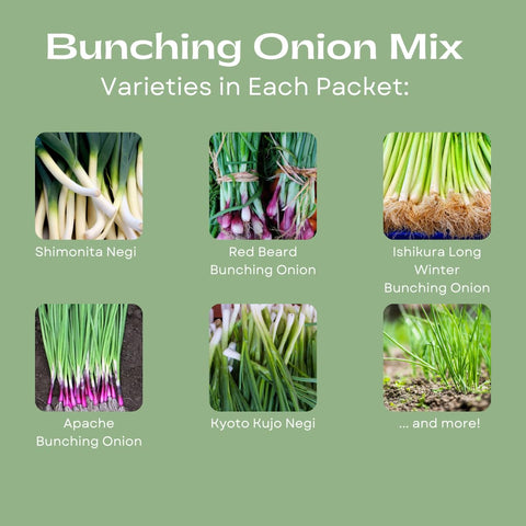 Liliana's Garden Bunching Onion Mix Heshiko heirloom flavor adds depth to sautés.