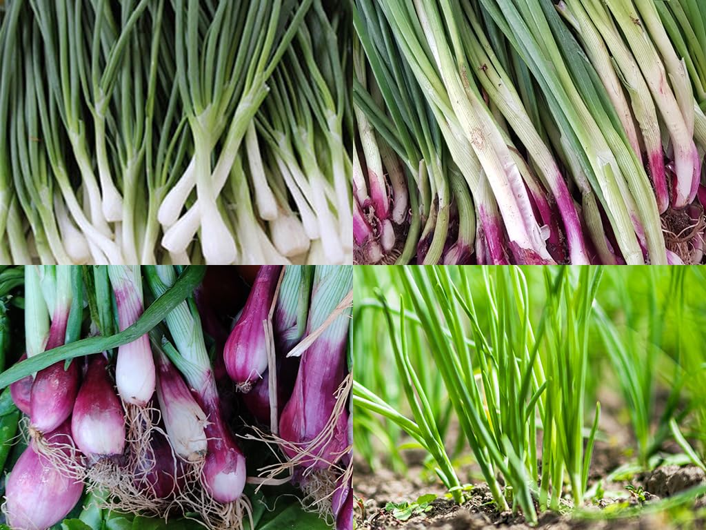 Liliana's Garden Bunching Onion Mix Ishikura Improved stalks ideal for fresh salads.