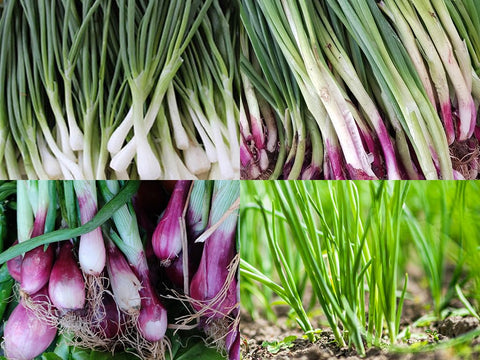 Liliana's Garden Bunching Onion Mix Ishikura Improved stalks ideal for fresh salads.