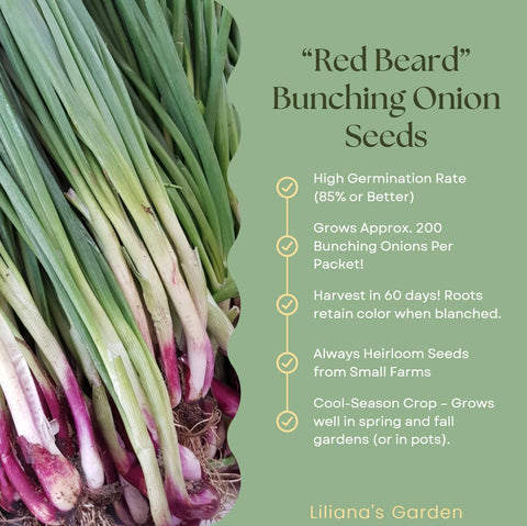 Lilianas Garden Red Beard onion leaves with flat tops for easy washing