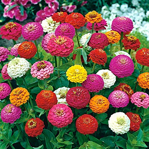 Lilliput zinnia seeds bloom closeup, showcasing compact blooms that brighten beds and lure pollinators.