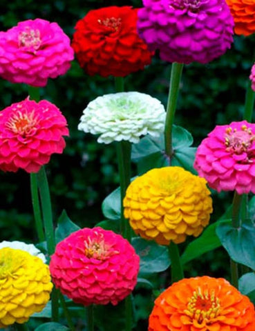 Lilliput zinnia seeds stem erect image shows sturdy stems ideal for borders.
