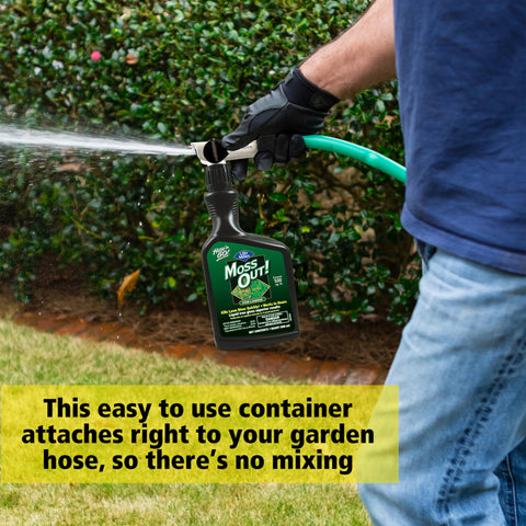 Lawn being sprayed with Moss Out to treat moss patches.