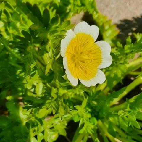Limnanthes douglasii blooming from spring to summer — continuous displays in suitable climates.