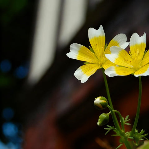 Limnanthes douglasii poached egg seeds garden bulk — versatile for borders and pollinator-friendly beds.