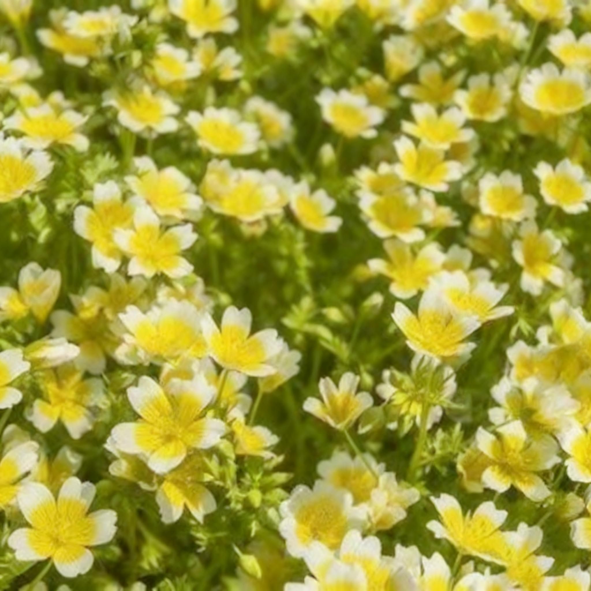 Limnanthes douglasii cool-season annual — thrives in cool springs making seasonal color.