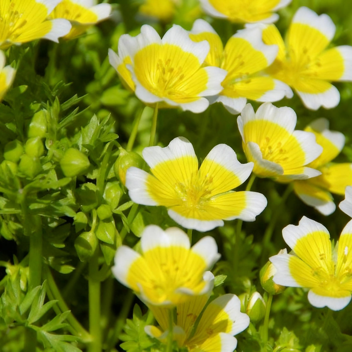 Limnanthes douglasii poached-egg seeds bulk — ideal ground cover for borders and mass plantings.