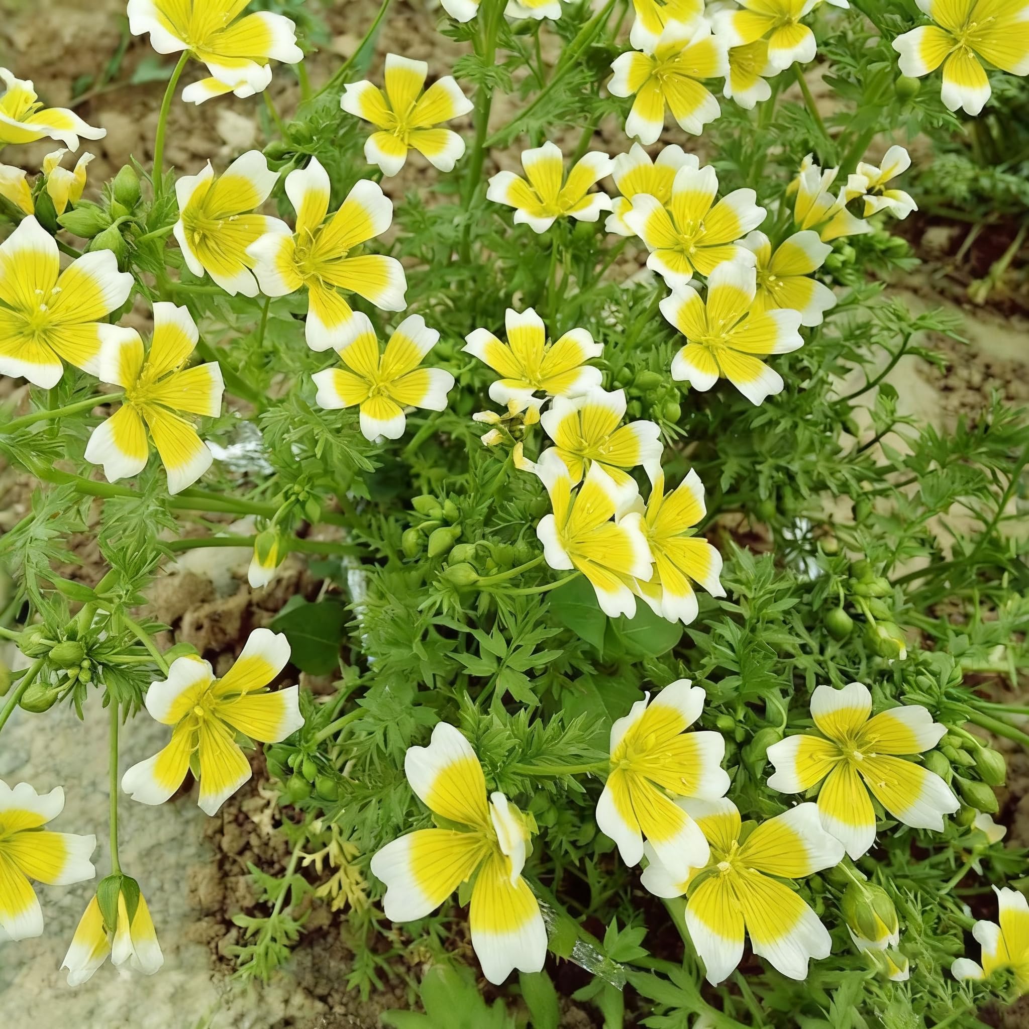 Limnanthes douglasii sowing method — easy broadcast sowing for rapid ground cover.