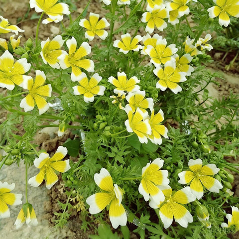 Limnanthes douglasii sowing method — easy broadcast sowing for rapid ground cover.