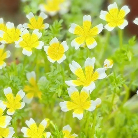 Limnanthes douglasii poached-egg flowers — bright white petals with yellow centers for cheerful textures.