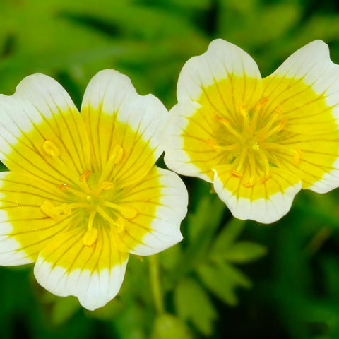 Limnanthes douglasii white yellow bloom — cheerful carpet of color for sunny garden spots.
