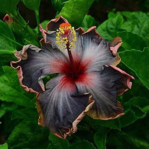 Lioder Black Rainbow hibiscus seeds pack enhancing garden color