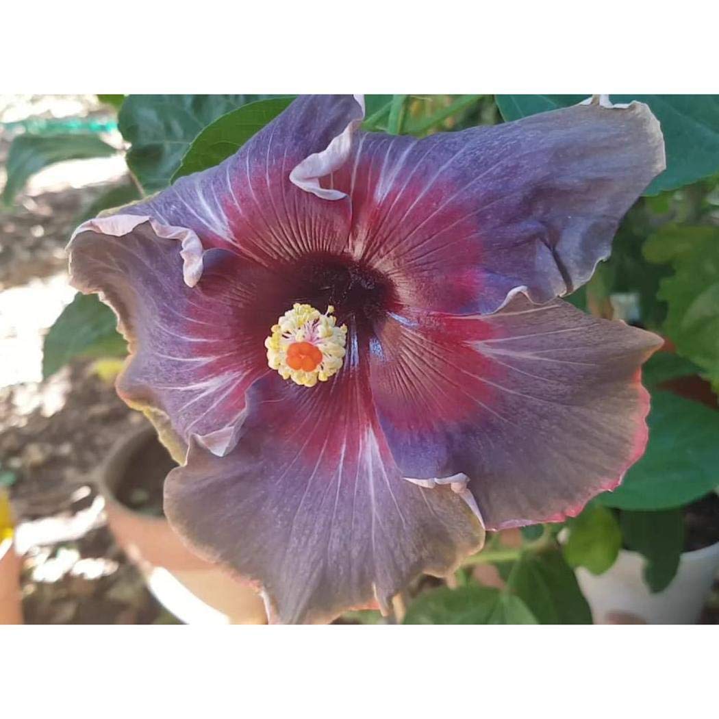 Lioder hibiscus bloom close-up shows bold petals