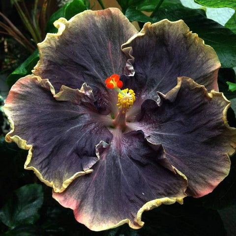 Lioder hibiscus seeds growing in a garden pot setup