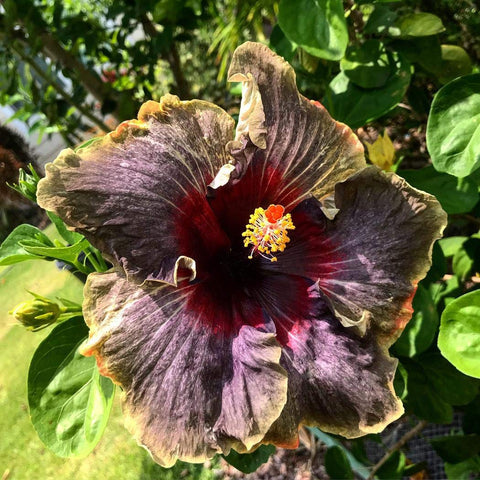 Lioder rare color-shift hibiscus petals create visual drama