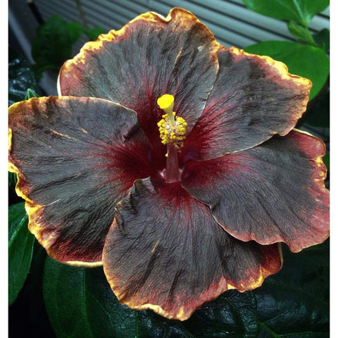 Lioder tropical hibiscus tree seeds ready for cultivation