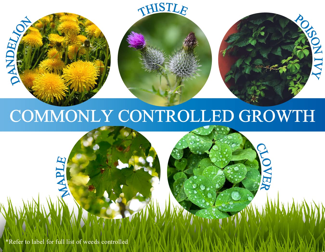 Liquid Harvest brush killer shows systemic action via foliage uptake