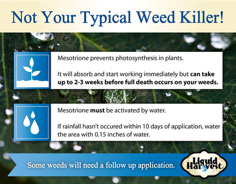 Liquid Harvest Mesotrione applied to turf for selective broadleaf weed control