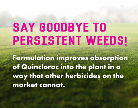 Liquid Harvest Pro Crabgrass Weed Killer spray on target weeds