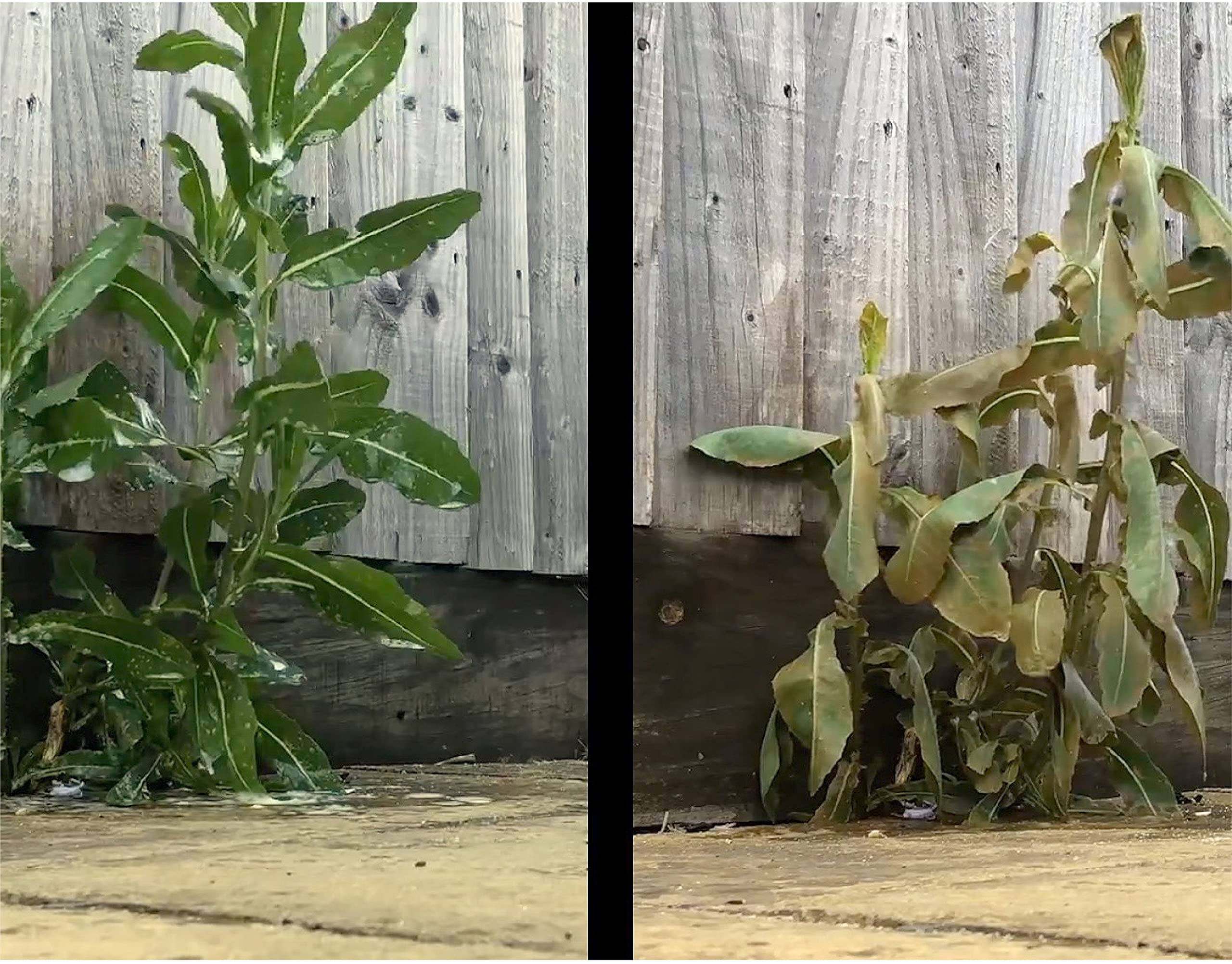 Liquid Harvest coverage effect across plants indicating improved wetting
