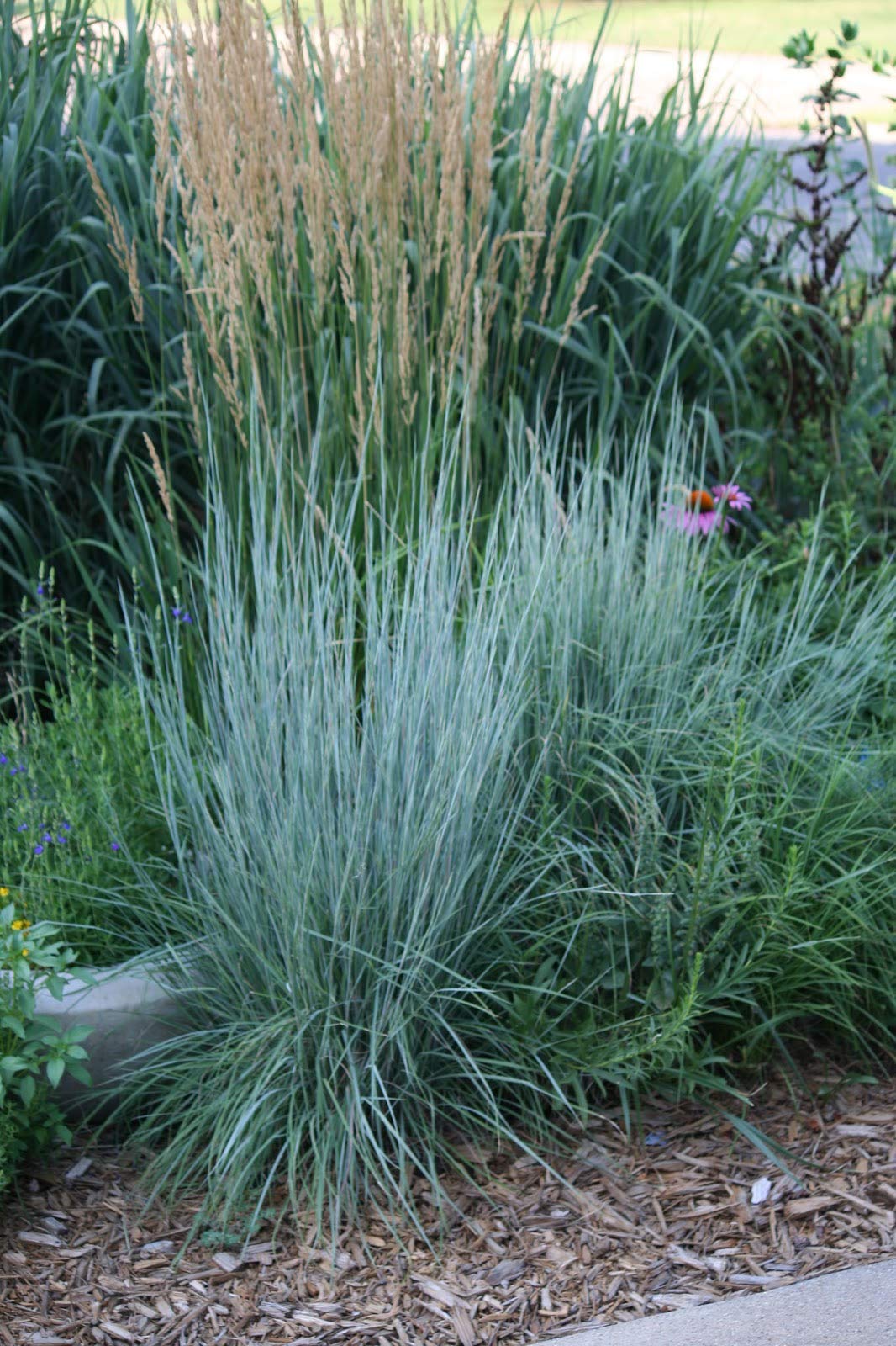 Little Bluestem grass seeds ready for planting in sunny borders; drought-tolerant ornamental.