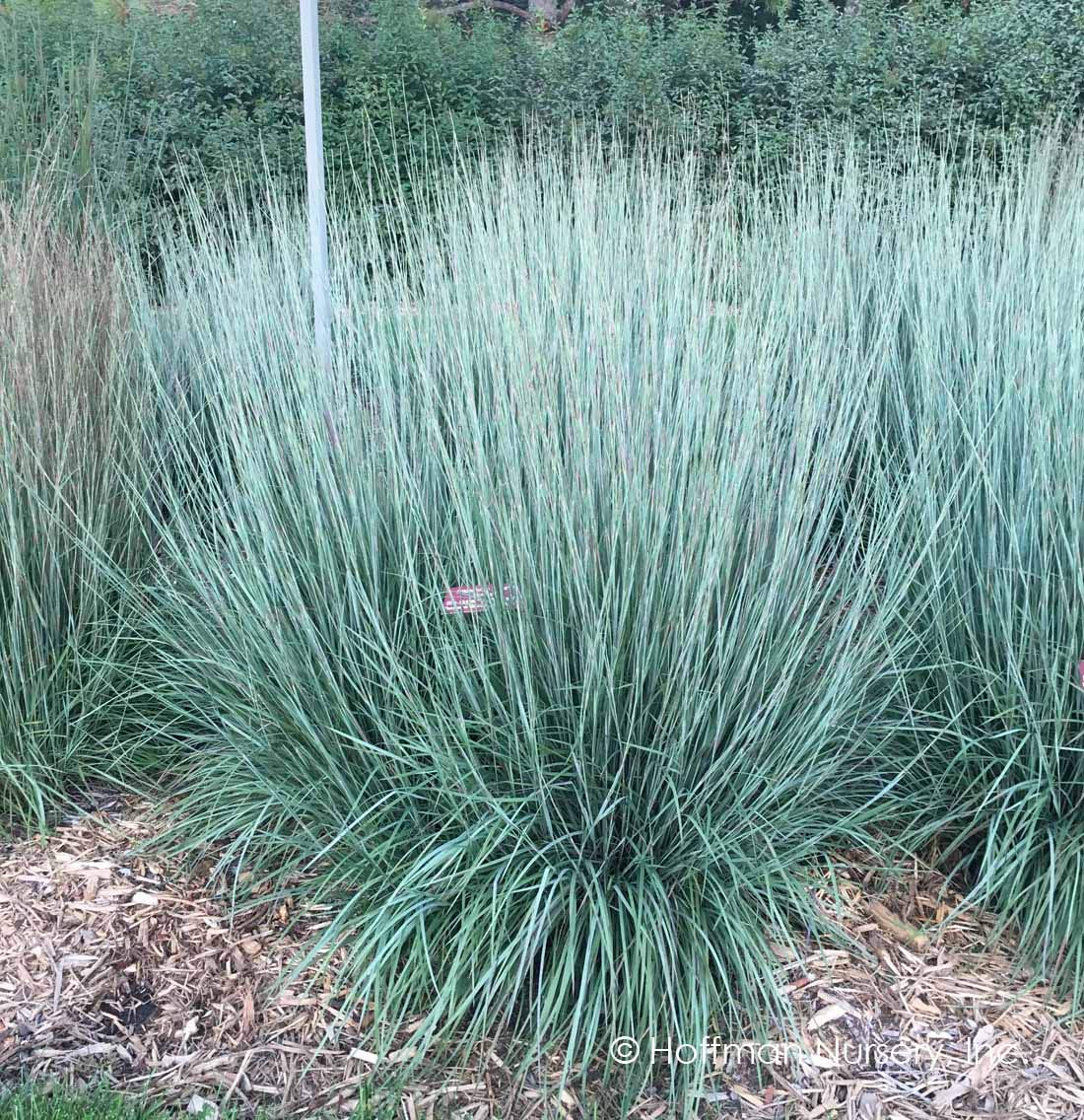 Little Bluestem seed heads in fall displaying blue-green foliage and russet tones.