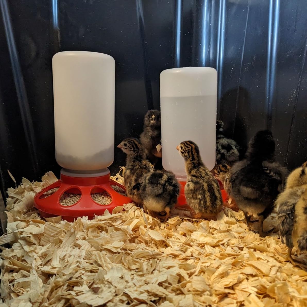 Little Family Members beginner-friendly poultry waterer simplifies hydration for new keepers.
