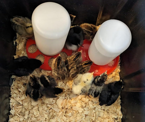 Little Family Members Chick Feeder 1qt beginner-friendly option for first-time poultry care.