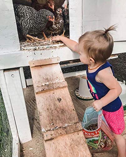 Little Farmer Chicken Fun-DOO birds enjoying a treat together.