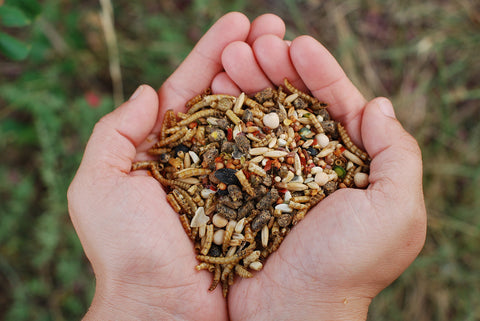 Little Farmer Chicken Fun-DOO flax seed and seeds for glossy plumage.