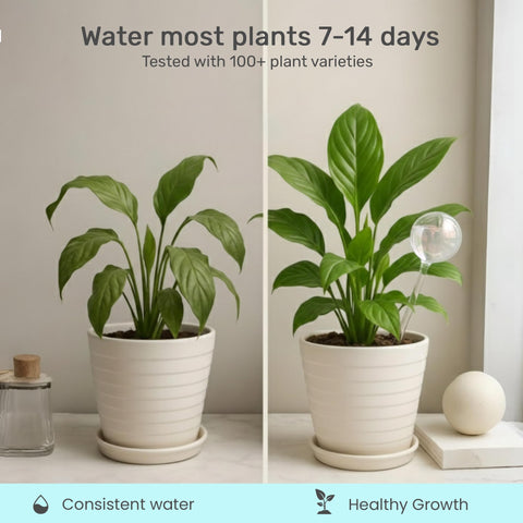 Little Green Leaf watering spikes supporting indoor and outdoor pots