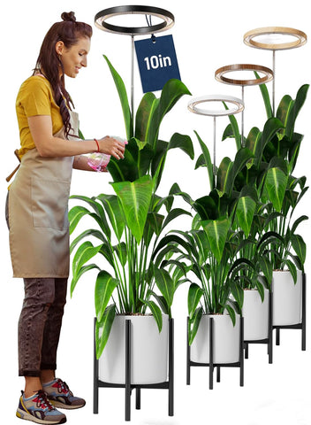 Little Joke 10-inch grow light ring over a large plant promoting growth