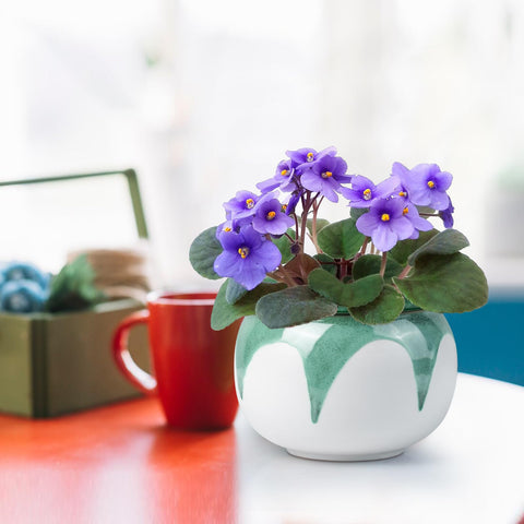 Litudiso pot promotes root oxygen with a micro-hole system for healthier growth.