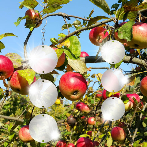 LIZOIDZSM outdoor bird deterrent setup protects gardens and patios from bird intrusions.