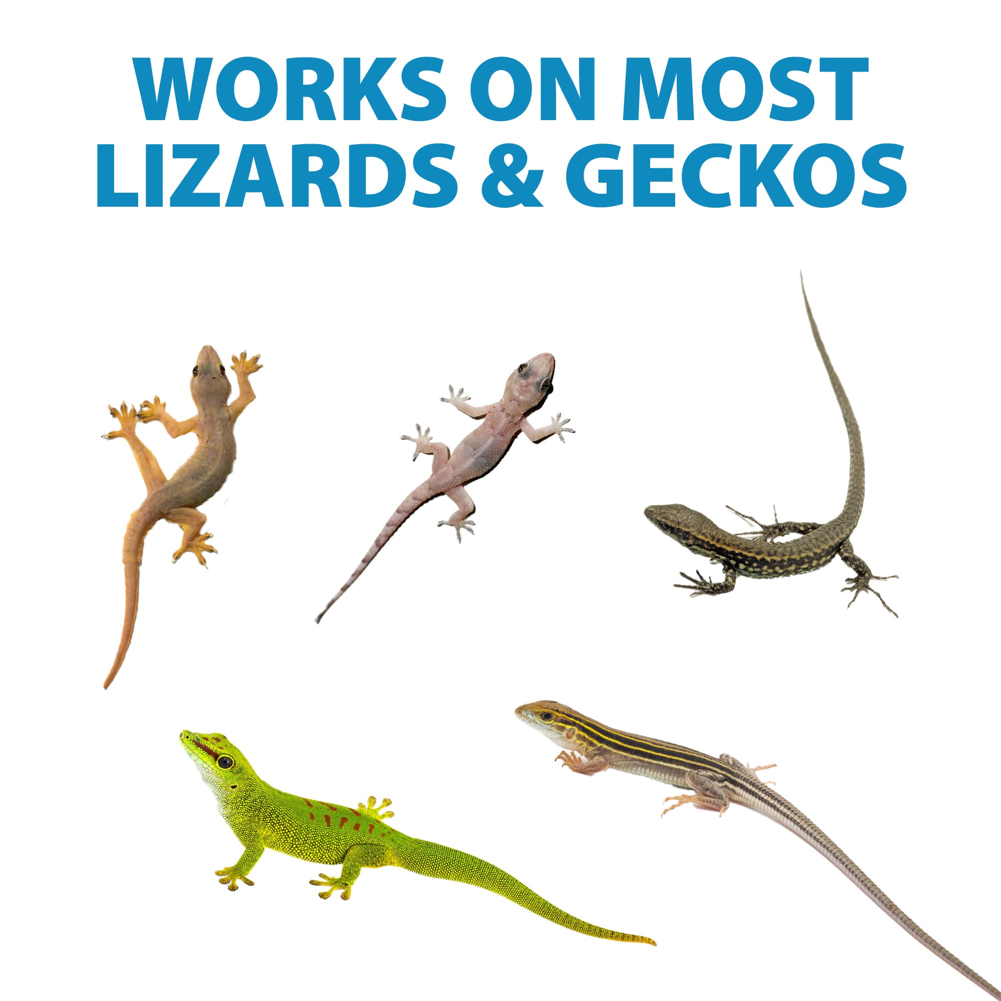 LizzAway Lizard Shoo Spray in use demonstrates easy spray action.