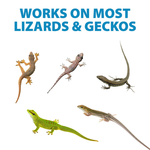 LizzAway Lizard Shoo Spray in use demonstrates easy spray action.