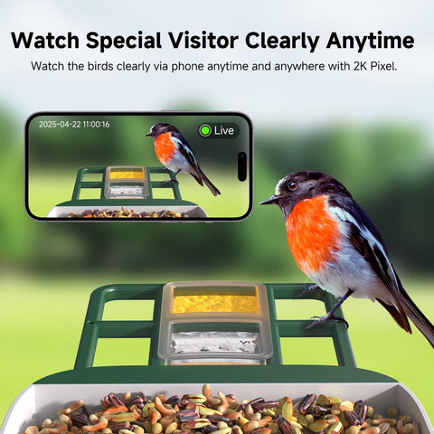 Loatos live stream lets you watch feathered visitors from any device.