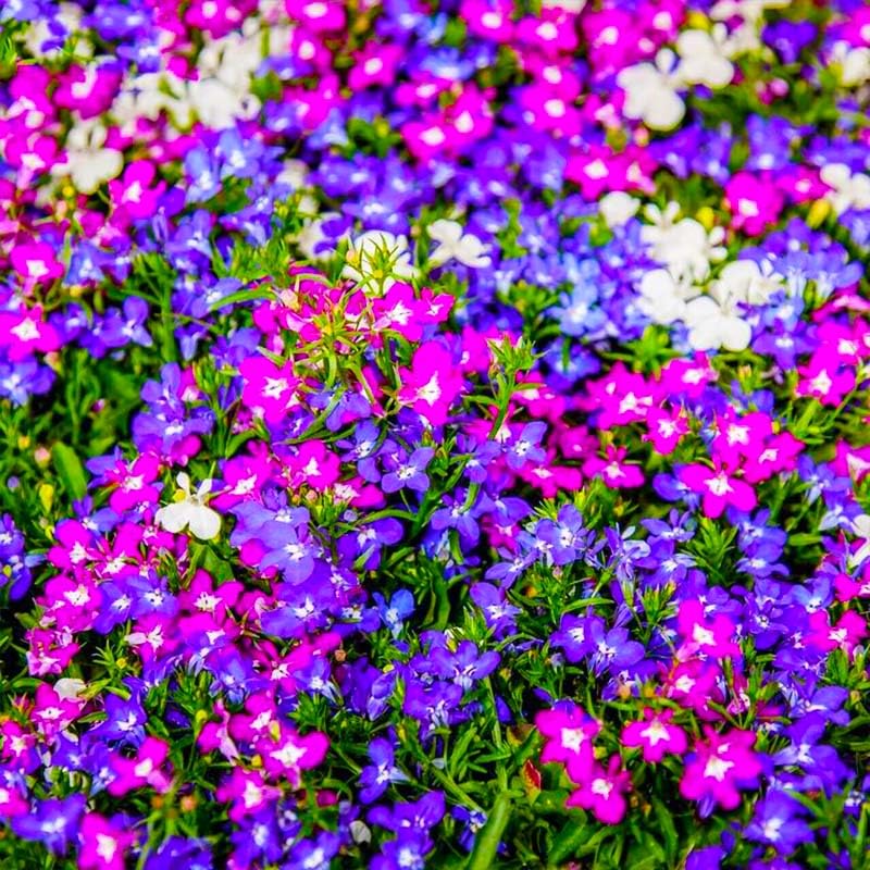 5200+ Perennial Mixed Lobelia Seeds with blue blossoms for beds and borders.