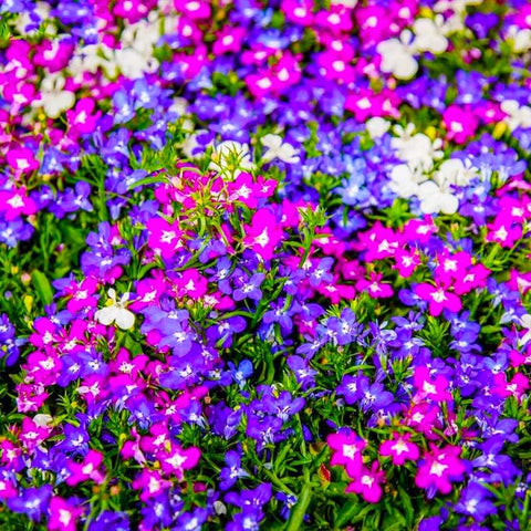 5200+ Perennial Mixed Lobelia Seeds with blue blossoms for beds and borders.