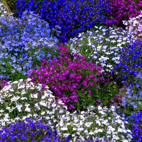 5200+ Perennial Mixed Lobelia Seeds cascading in hanging baskets.