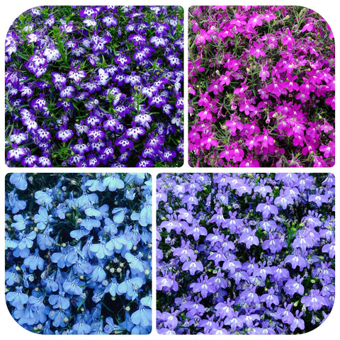 5200+ Perennial Mixed Lobelia Seeds shown as ground-cover for borders.