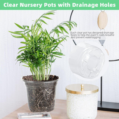 LOCONHA clear 3.5-inch pot ideal for small spaces and early transplanting projects.