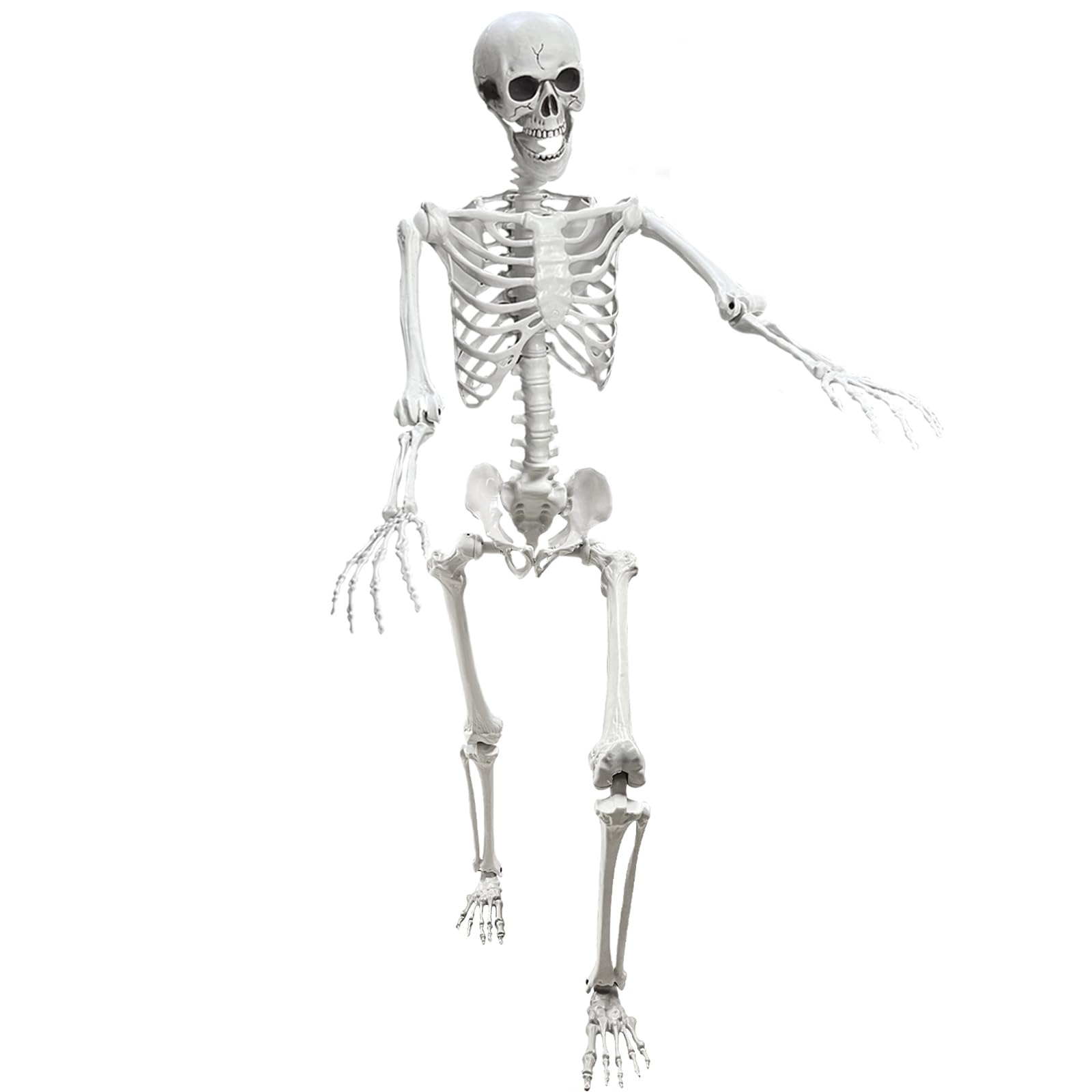 Lodou life-size skeleton ready for dynamic poses and haunting displays.