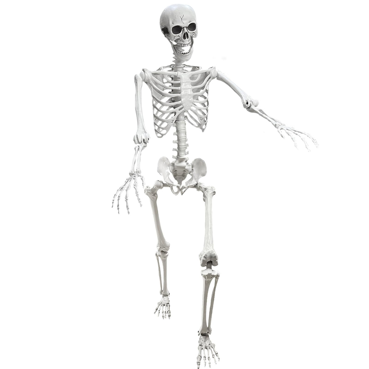 Lodou life-size skeleton ready for dynamic poses and haunting displays.