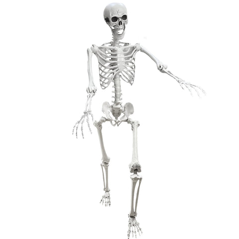 Lodou life-size skeleton ready for dynamic poses and haunting displays.